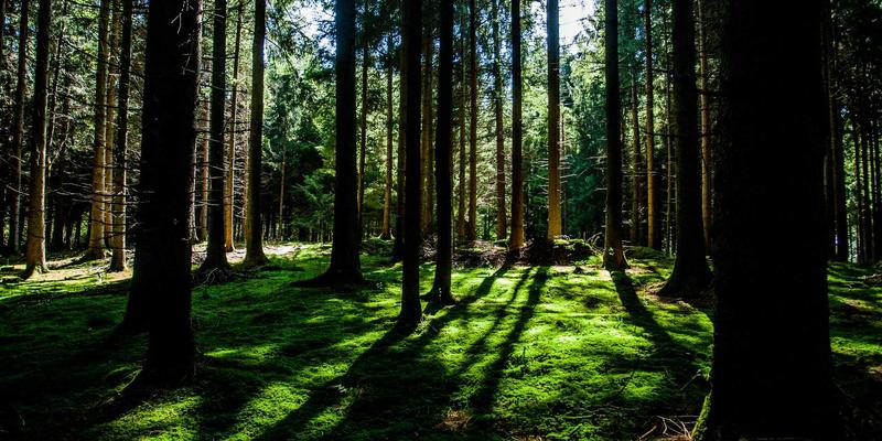 从叶脊架构到可编程交换机：数据中心网络演进与网络安全编程实战
