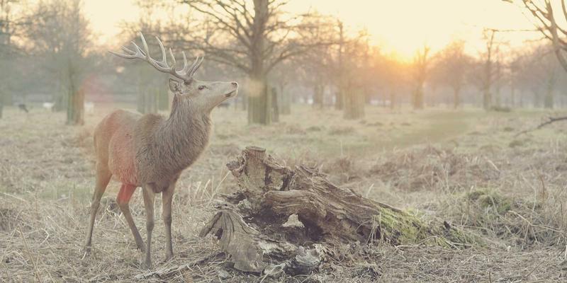 网络技术新范式：软件共享与IT资源优化如何重塑企业效率